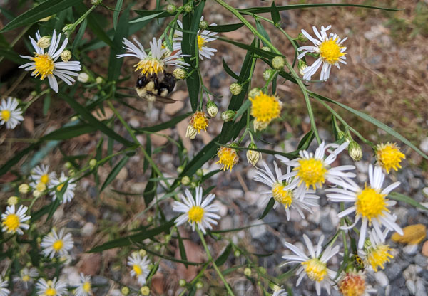 Small White Asters (Aster vimineus)