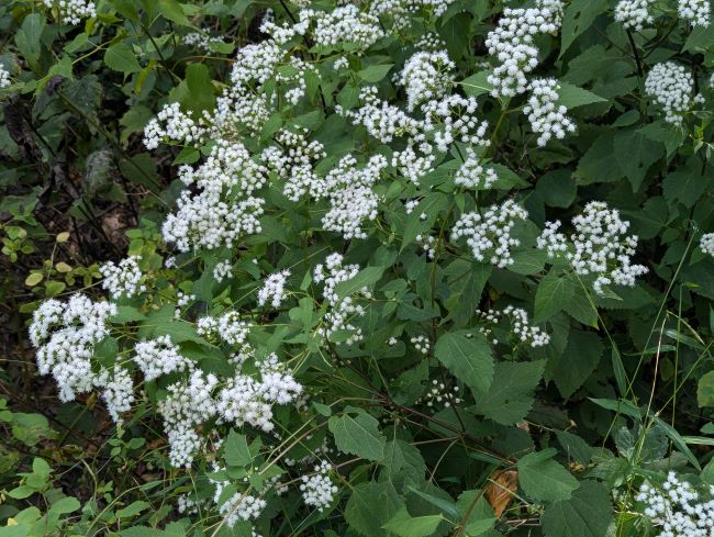 White Snakeroot (ageratina altissima) 