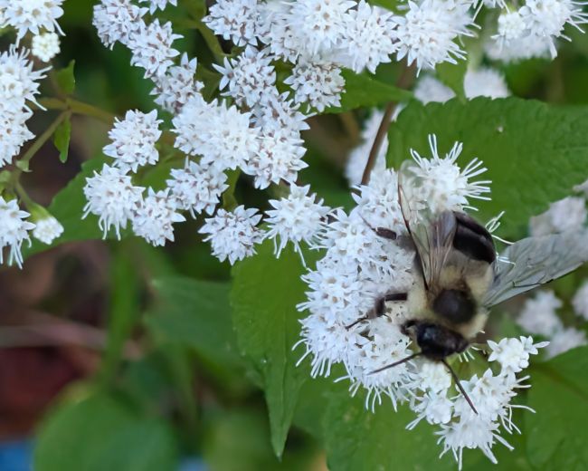 Common Eastern Bumble Bee (Bombus impatiens) 