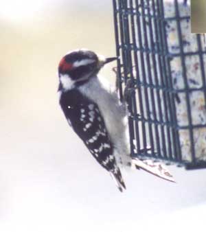 Downy Woodpecker