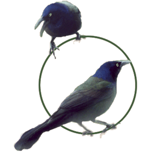 Common Grackle