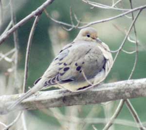 Mourning Dove