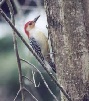 Red Bellied Woodpecker