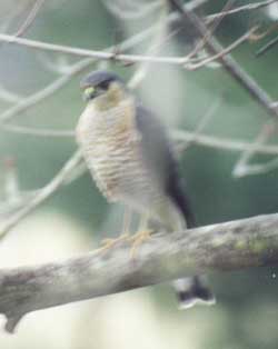 Sharp Shinned Hawk