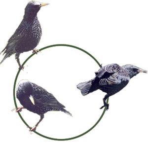 European Starling