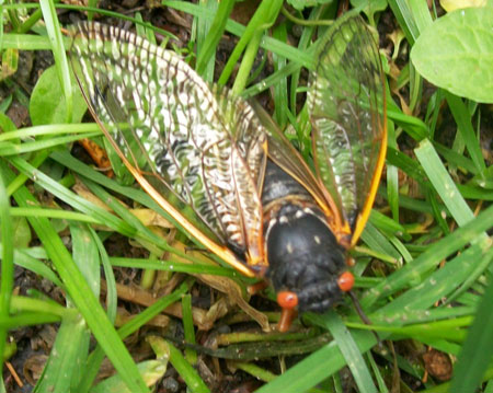 East Coast Brood 17-year Cicada