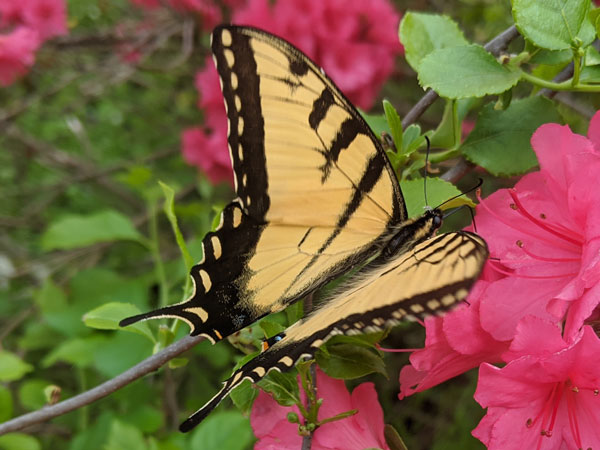 Eastern Tiger Swallowtail (<i>Papilio glaucus</i>)