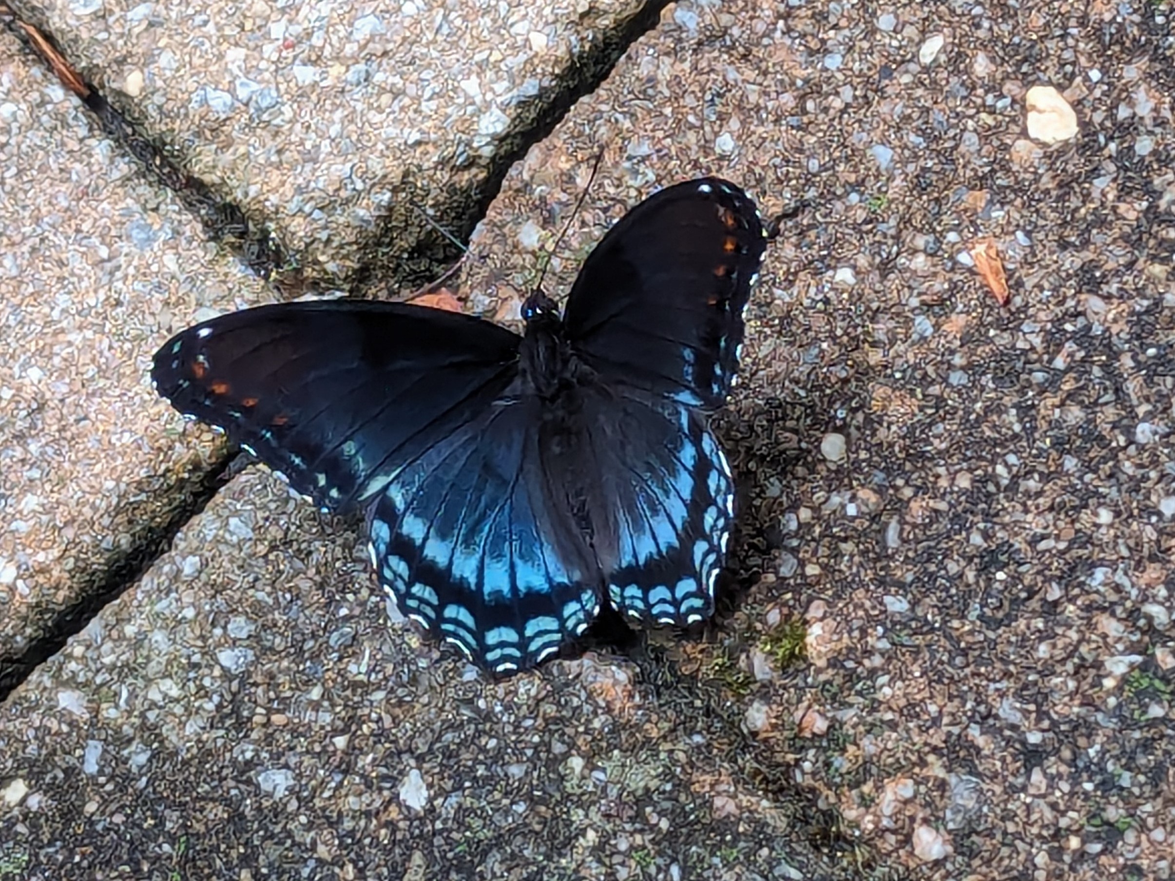 Red-Spotted Admiral butterfly (Limenitis astyanax)