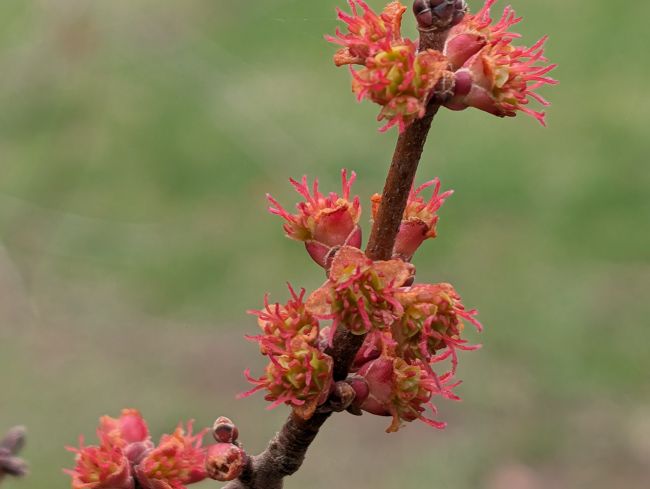 Red Maple Flowers
