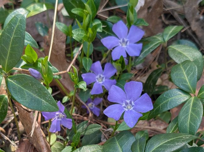 Lesser  Periwinkle (Vinca minor)