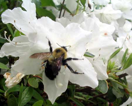 Bee Snacking on Blackberry Flowers