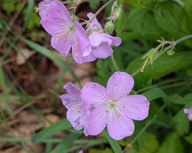 Geranium maculatum