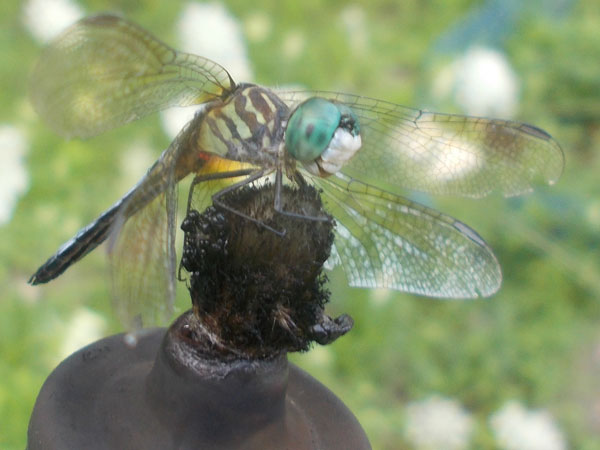 Blue Dasher Dragonfly (Pachydiplax longipennis)
