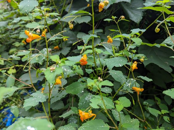  Jewelweed (Impatiens capensis)