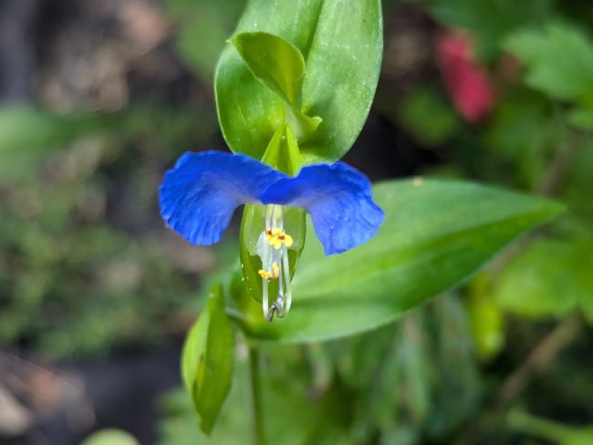 Asiatic Dayflower (Commelina communis)