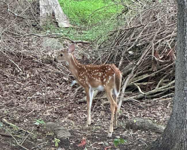 White-tailed Deer (Odocoileus virginianus) 