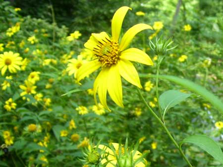 Common Sunflower