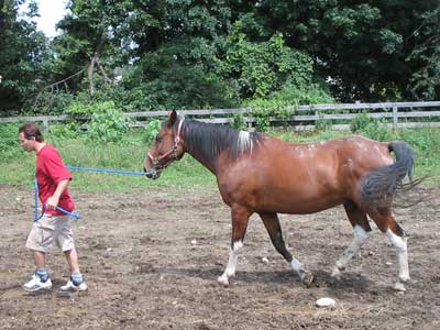 Vernon Horse Stables