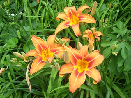 Tiger Lilies