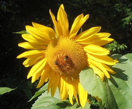 Sunflowers