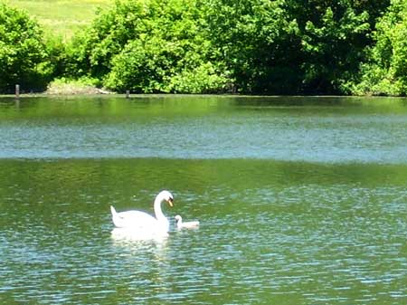 Mute Swans