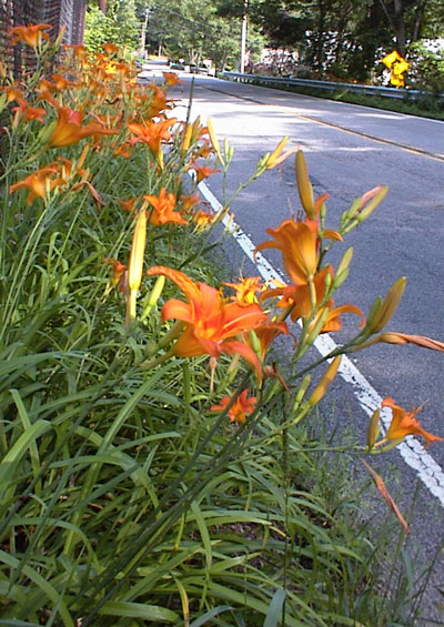 Tiger Lilies