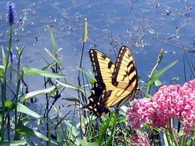 Eastern Tiger Swallowtail