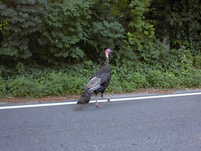 Wild Turkey