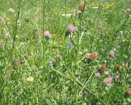 Field of Wild Flowers