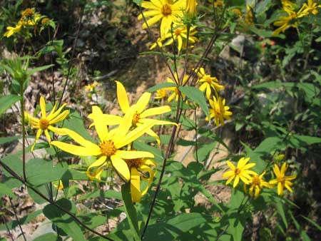 Wildflowers