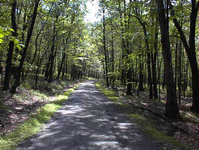 Camp road in High Point State Forest