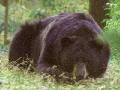 New Jersey Black Bear - Euarctos americanus