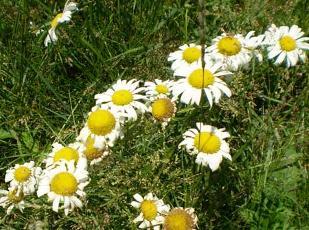 Ox Eye Daisy (Chysanthemum leucanthemum) Summer wildflowers in Northern New Jersey