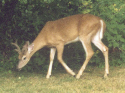 White tailed buck with 6 points