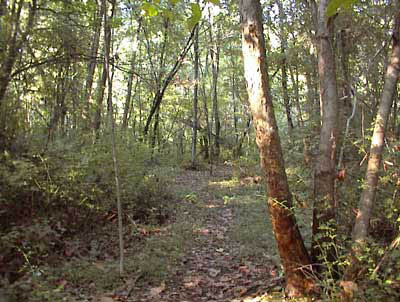 Woodland path along the Pequannock River in Butler, New Jersey