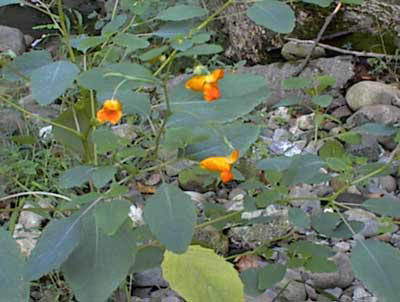 Spotted Touch-me-not or  Jewelweed on the banks of teh Pequannock River