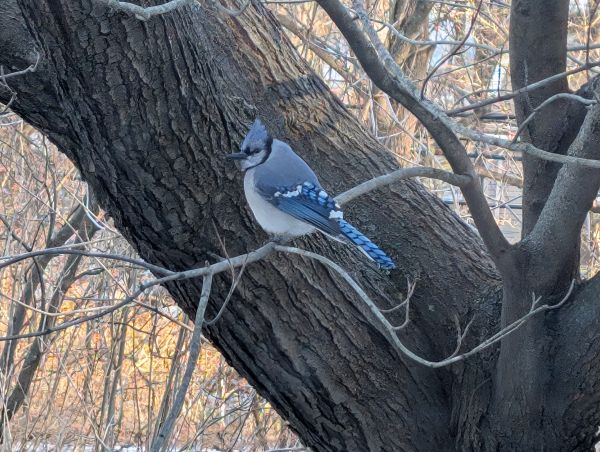 Blue Jay