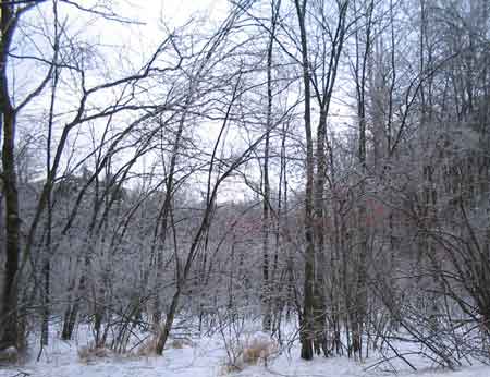 Early Morning in Woodlands in West Milford, New Jersey