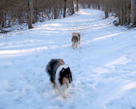 Collies on a late day hike in the Long Pond Ironworks National Historic District in Hewitt, New Jersey - February 9, 2005 (Photo by rt23.com Staff) 