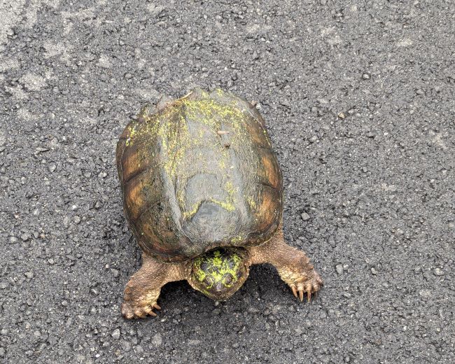 Snapping Turtle
                                                      (Chelydra
                                                      serpentina)