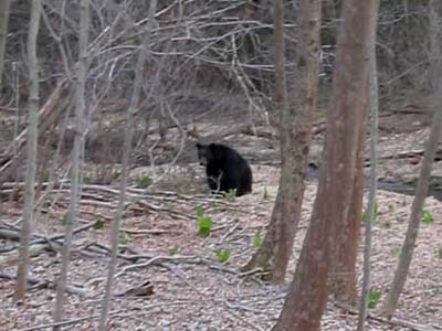 Foraging Black Bear in West Milford, New Jersey