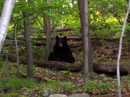 Black Bear near the boundary of Wawayanda State Park in Vernon, New Jersey - May 24, 2005