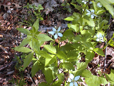 Blackberry flowers on trail to  the summit of High Mountain in the Pyramid Mountain Natural Historic Area, Boonton, New Jersey