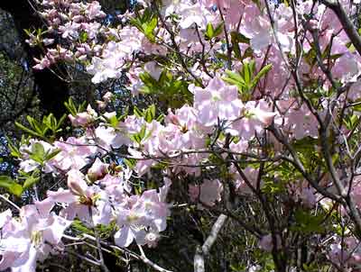 Dogwood flowering at teh New Jersey Botanical Gardens in Ringwood, New Jersey