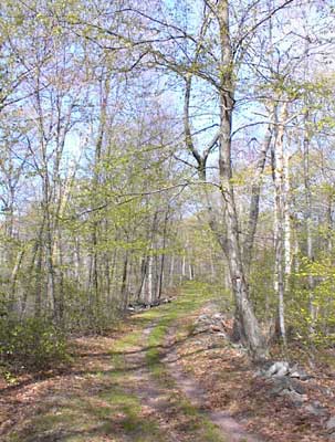 Fire Tower Ridge Trail in West Milford