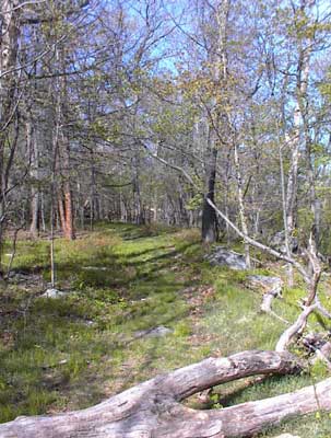 Fire Tower Ridge Trail in West Milford