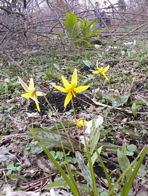 Trout Lilies along the Pequannock River in Newfoundland, New Jersey