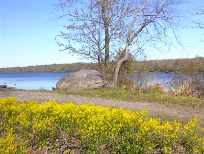 Wilfdflowers near Hanks Pond in West Milford