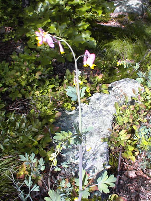 Pale Corydalis on trail to  the summit of High Mountain in the Pyramid Mountain Natural Historic Area, Boonton, New Jersey