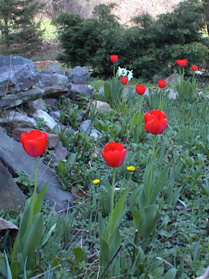 Red Tulips in blossoming home gardens herald spring in Northern New Jersey